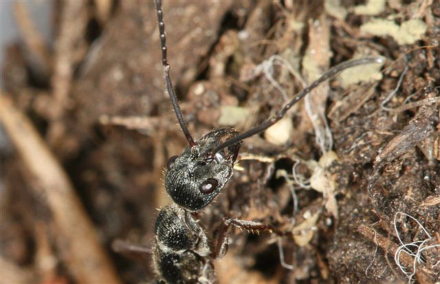 Diacamma sp.(Indonzie)