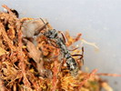 Diacamma sp.(Indonzie)
