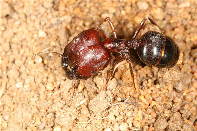 Pheidologeton diversus