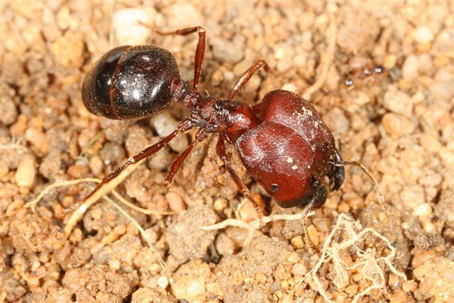 Pheidologeton diversus