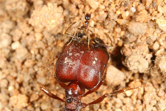 Pheidologeton diversus