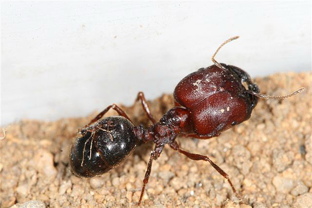 Pheidologeton diversus