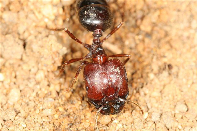 Pheidologeton diversus