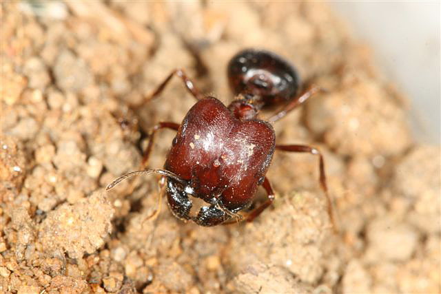 Pheidologeton diversus