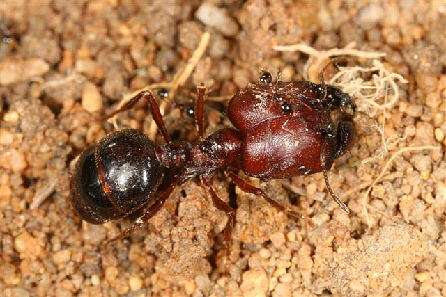 Pheidologeton diversus