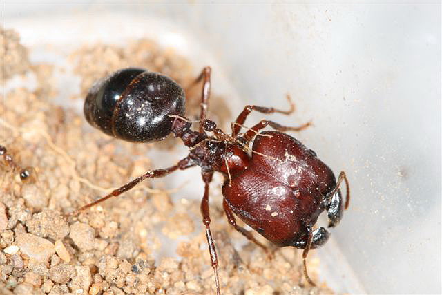 Pheidologeton diversus