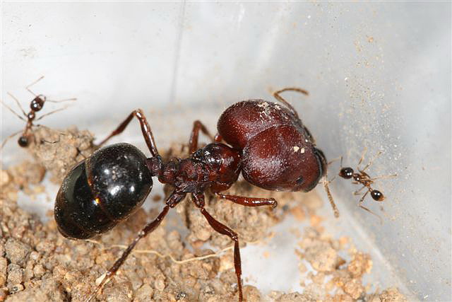 Pheidologeton diversus