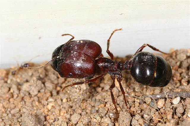 Pheidologeton diversus