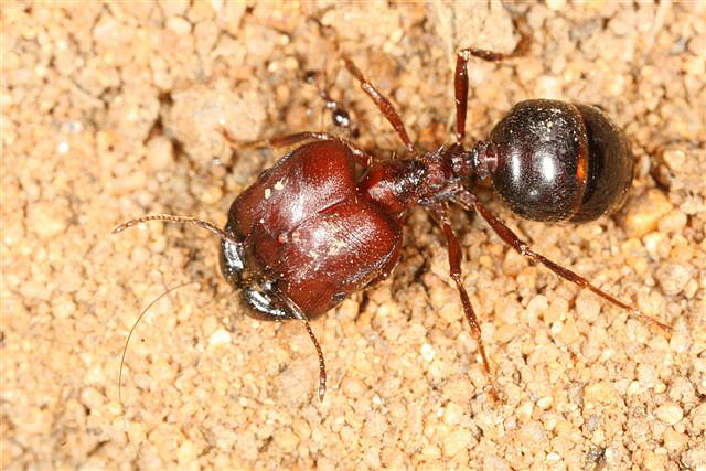 Pheidologeton diversus