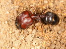 Pheidologeton diversus (Indonzie)
