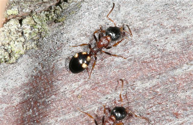 Dolichoderus quadripunctatus 