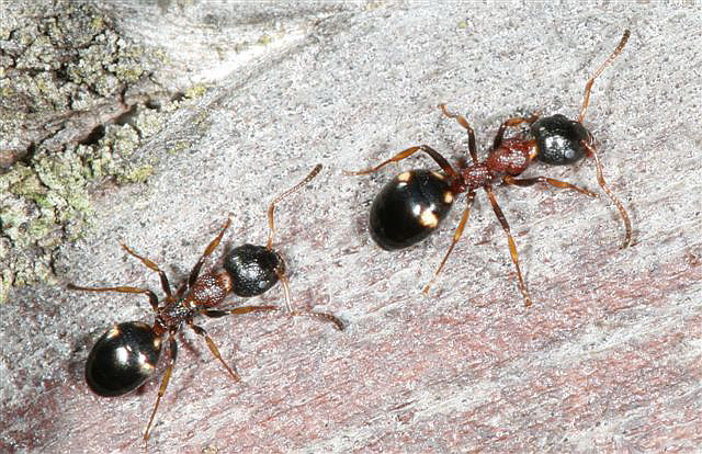 Dolichoderus quadripunctatus 