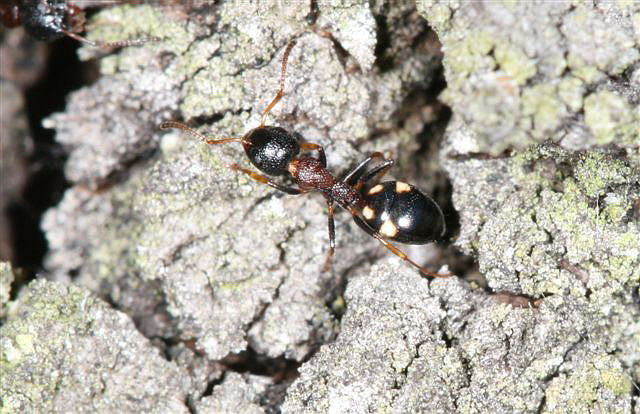 Dolichoderus quadripunctatus 
