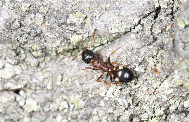 Dolichoderus quadripunctatus 