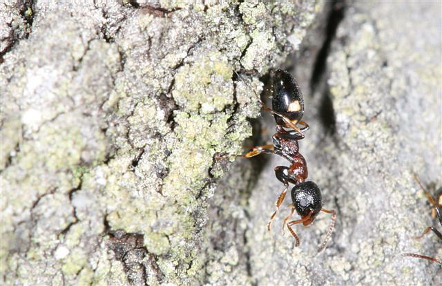 Dolichoderus quadripunctatus 