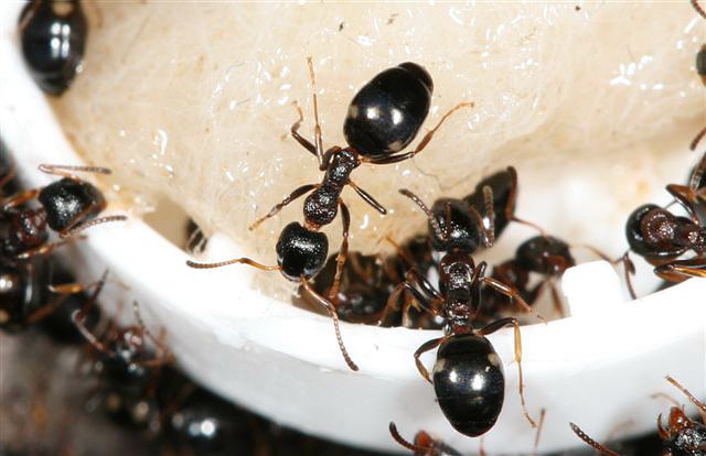 Dolichoderus quadripunctatus 