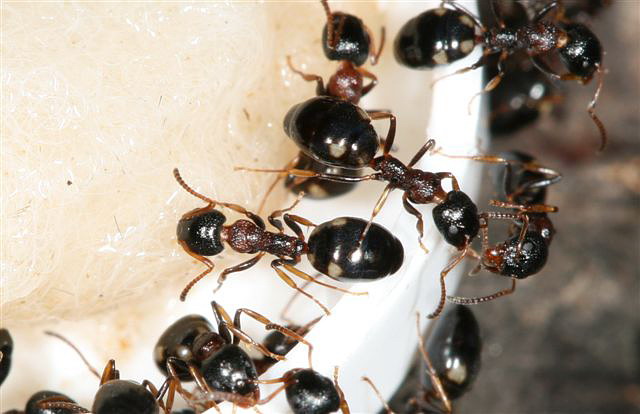 Dolichoderus quadripunctatus 