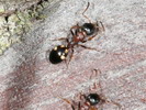 Dolichoderus quadripunctatus.