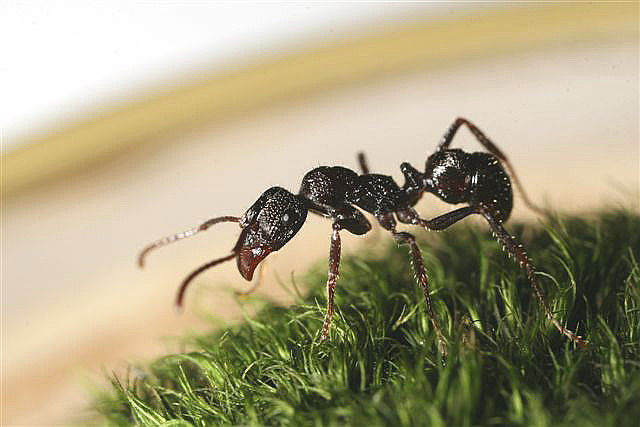 Ectatomma sp.(Argentina)