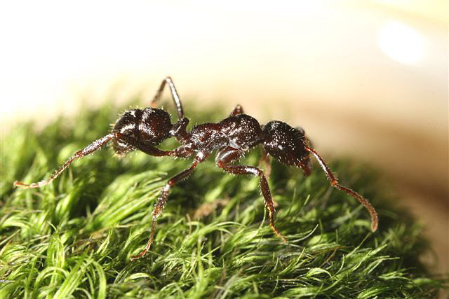 Ectatomma sp.(Argentina)