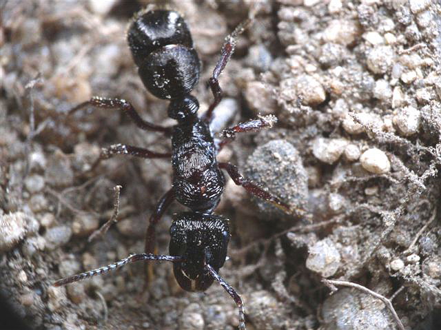Ectatomma sp.(Argentina)