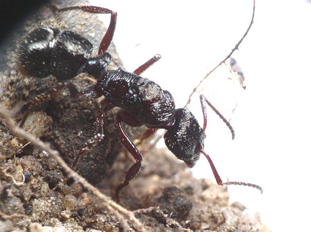 Ectatomma sp.(Argentina)
