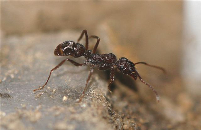 Ectatomma sp.(Argentina)
