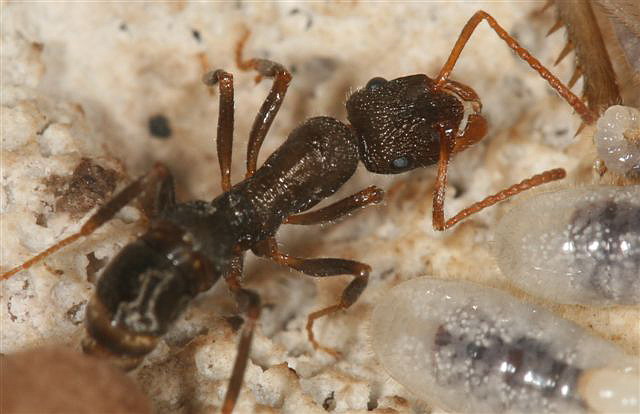 Ectatomma sp.(Argentina)