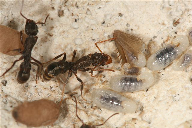 Ectatomma sp.(Argentina)