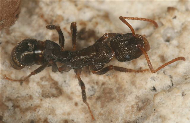Ectatomma sp.(Argentina)