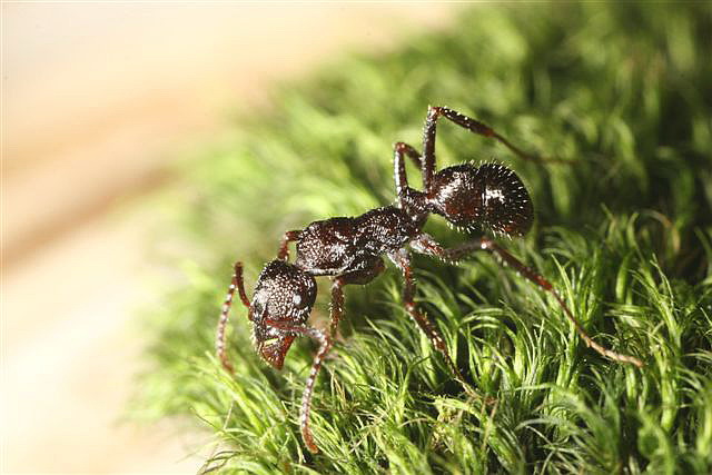 Ectatomma sp.(Argentina)