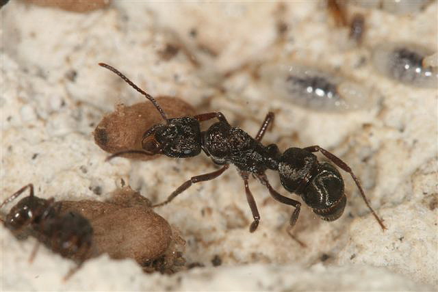 Ectatomma sp.(Argentina)