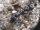 Ectatoma sp.(Argentina)