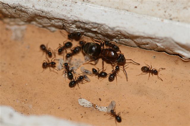 Lasius emarginatus