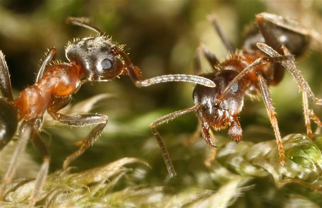Lasius emarginatus