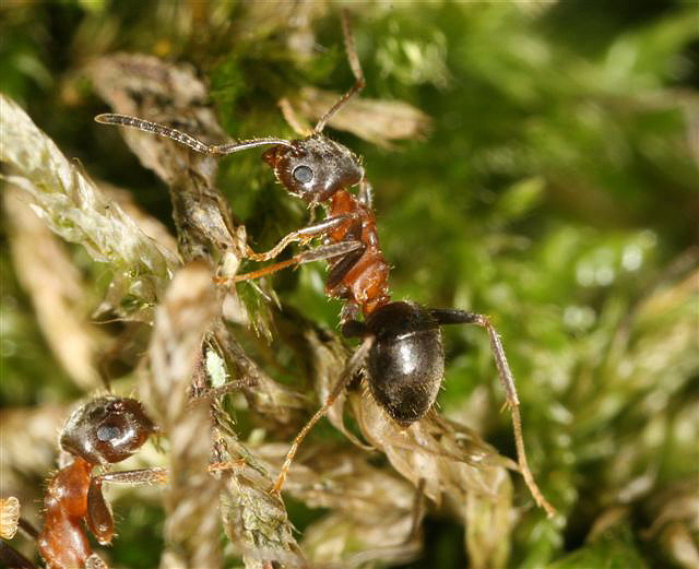 Lasius emarginatus