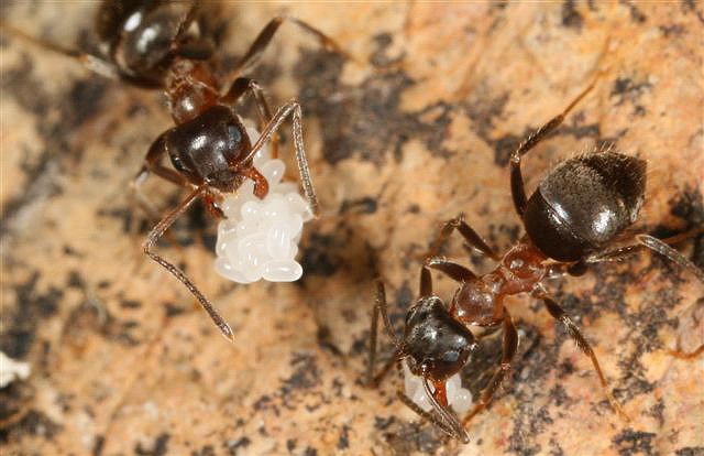 Lasius emarginatus