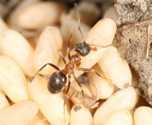 Lasius emarginatus
