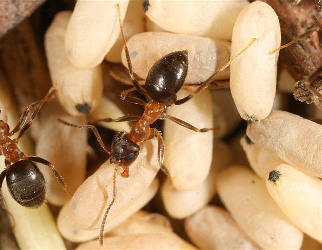 Lasius emarginatus