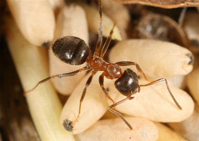 Lasius emarginatus