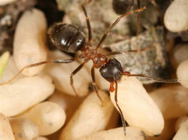 Lasius emarginatus