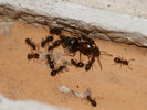 Lasius emarginatus