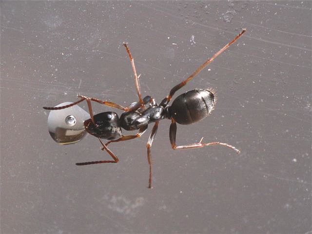 Formica lemani