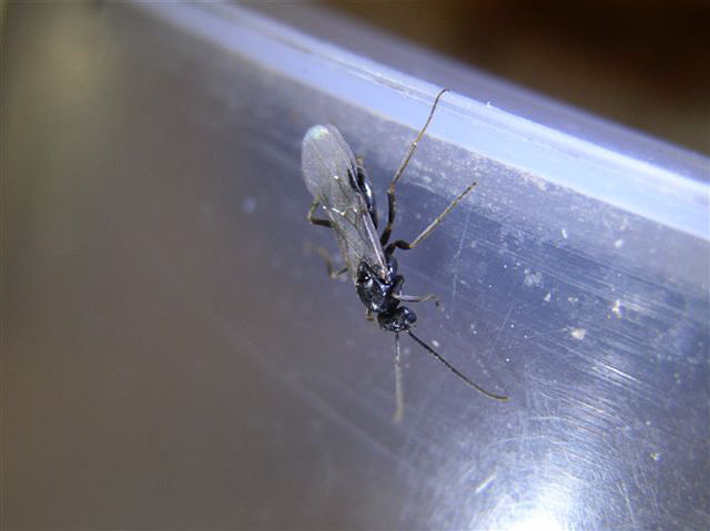 Formica sp.(Polsko)