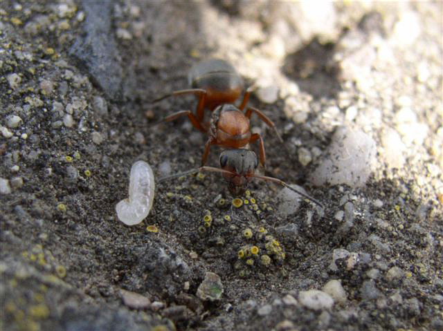 Formica rufibarbis