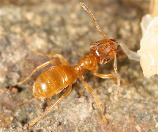 Lasius flavus