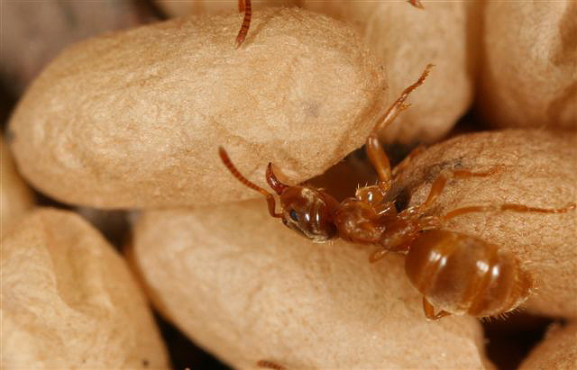 Lasius flavus
