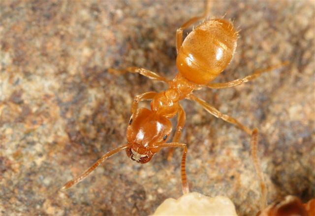 Lasius flavus
