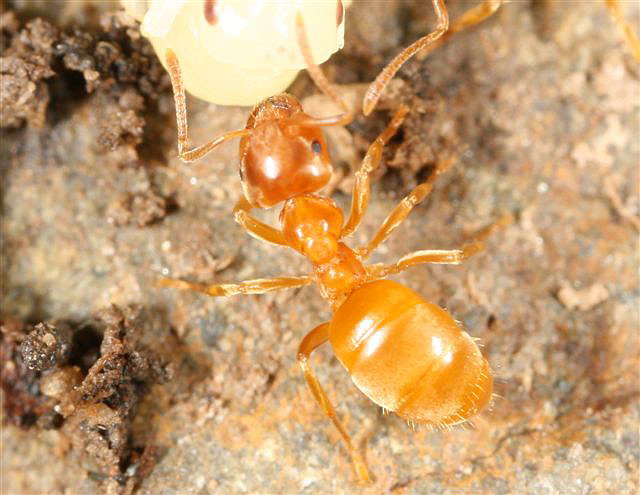 Lasius flavus