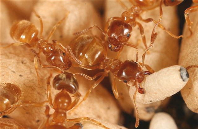 Lasius flavus